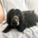 Dog Sitter Aberteifi