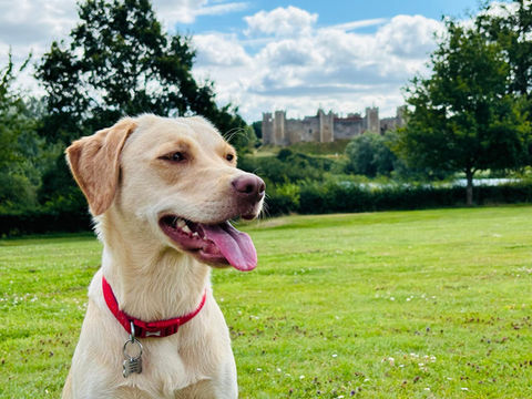 Dog Sitter Stowmarket