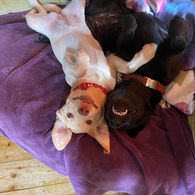 Dog Boarding Haughley