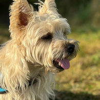 Haughley Hounds Stowmarket