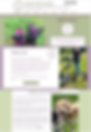 Dog Walker website design UK