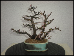 Mame et shohin, leur présentation