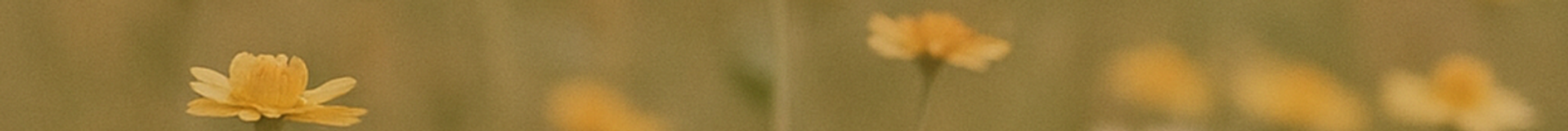 wildflower_banner.png