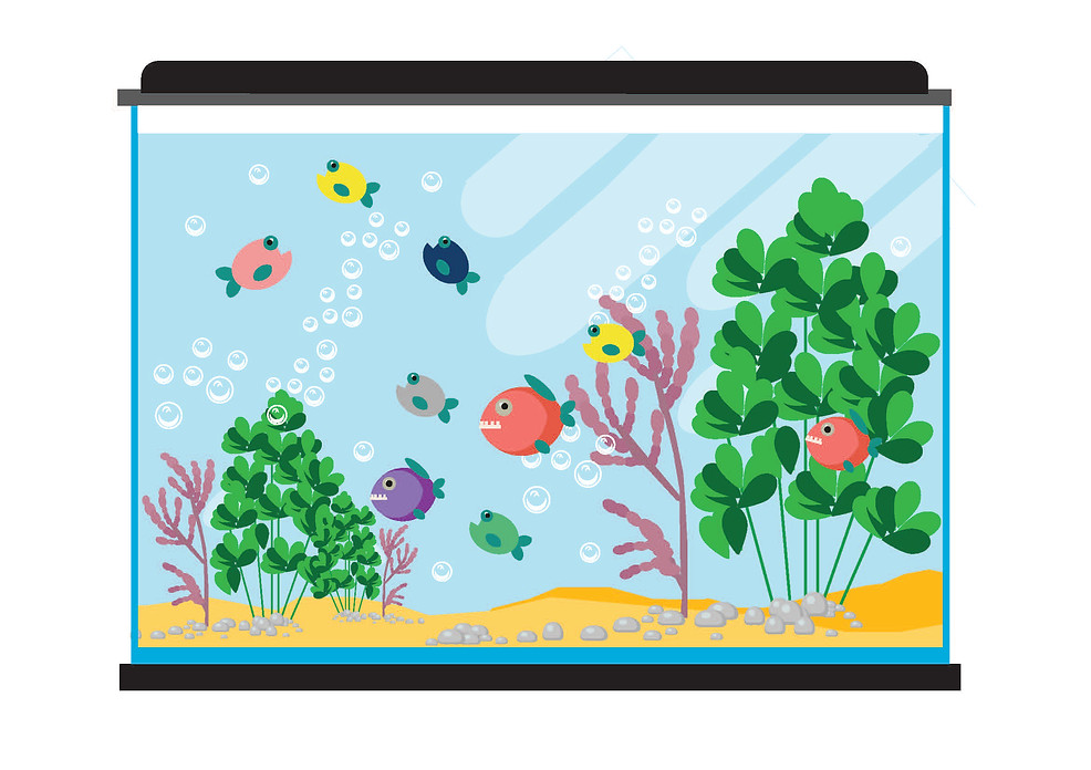 עמית מירון- אקווריום לבד.jpg