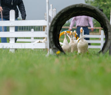 ducks_country_pursuits, ducks_team_building_corporate_hospitality_activities_event_management_team_building_event_management_hotels_coporate_hospitality_team_building_teambuilding_events_country_pursuits_walder_events_animal_events_