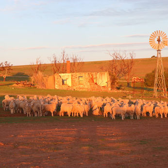 Hendowie Poll Merinos