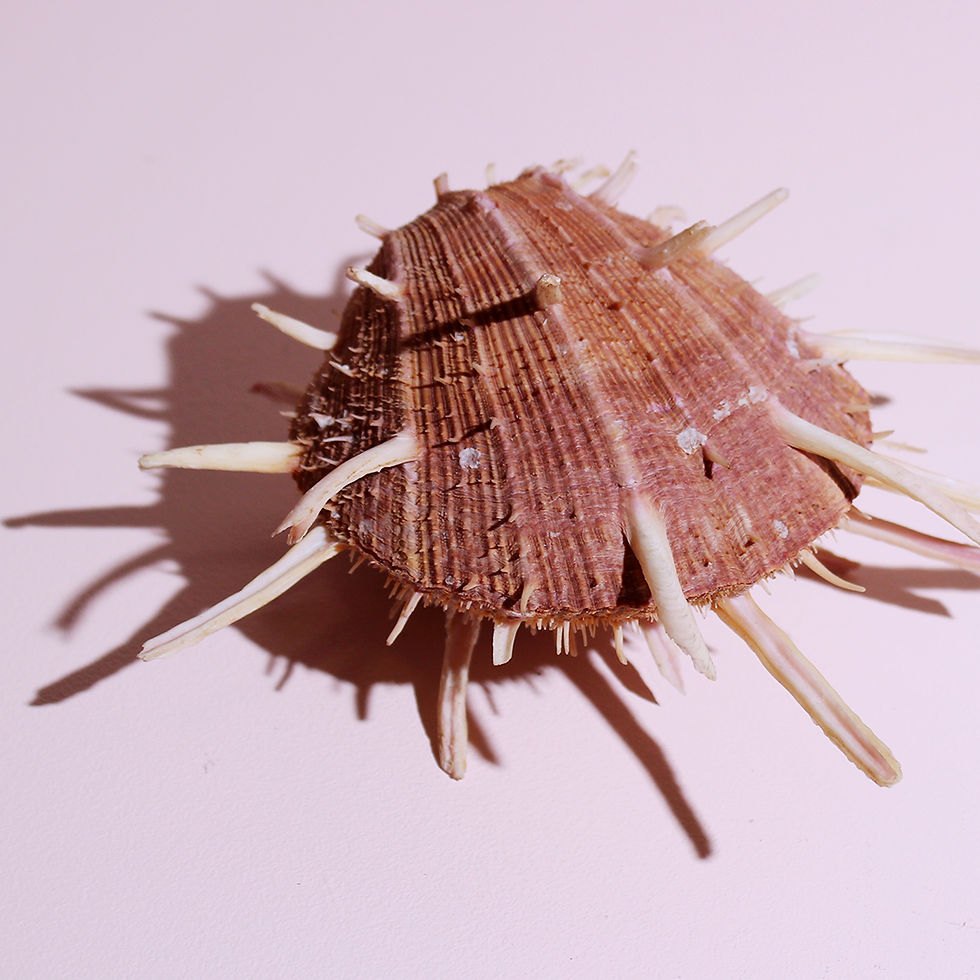 Miniatura: Par de alhajeros de concha natural