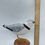 Thumbnail: Piping Plover II
