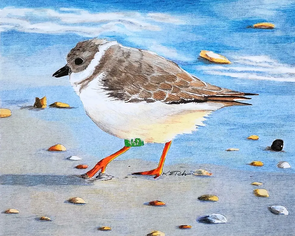 Thumbnail: Bird Note Card (single) - Karen Rhodes