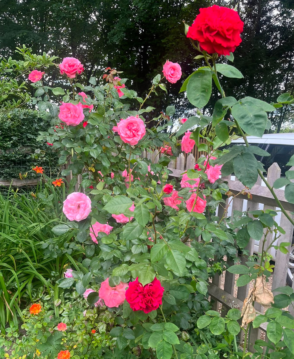 Bed of Roses in May