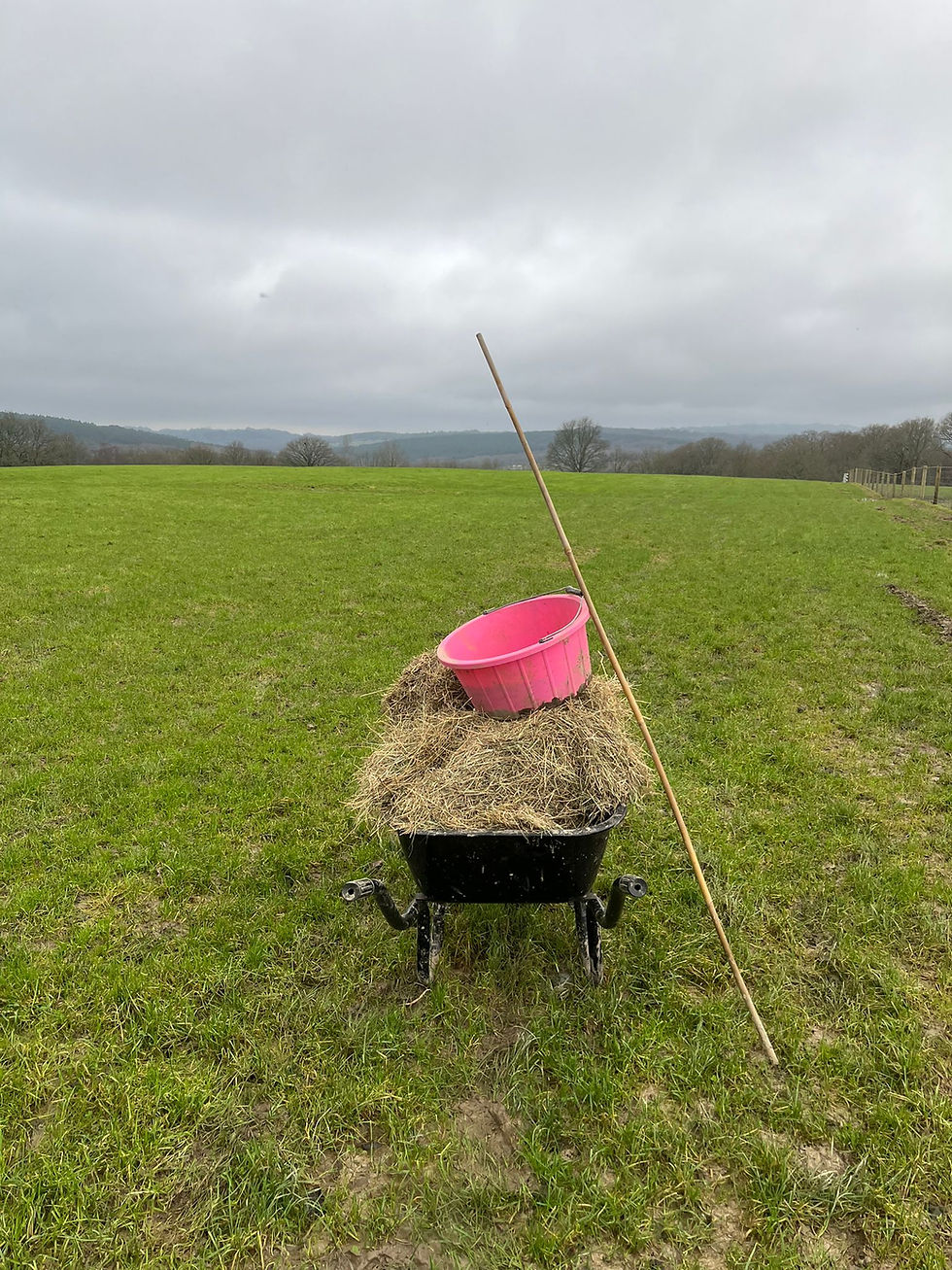 Resilience and Renewal: Navigating a Wet January on the Farm 