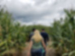 Severs Corn Maze