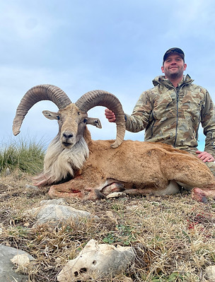 Transcaspian Urial are among many exotics found at Chalk Creek Exotics on the Jetton Ranch in the scenic Texas Hill Country.