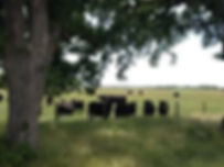 AGRILIFE INTERNET PIC GRAZING COWS downl