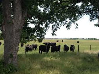 AGRILIFE INTERNET PIC GRAZING COWS downl
