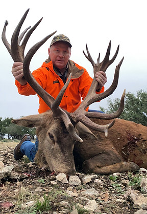 Red stag is one of many exotic animals at Chalk Creek Exotics on the Jetton Ranch near Junction, Texas.