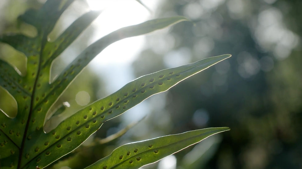 Tiandi-TCM-Praxis-Stans-Header-still-04.jpg