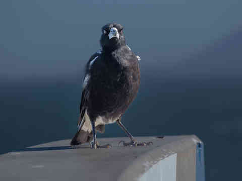 Magpie at Tacking Point
