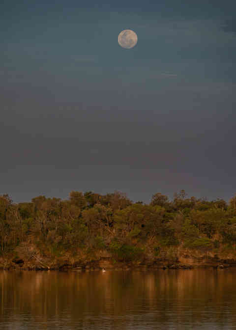 Pelican and moon in late afternoon light at Lake Cathie Lagoon