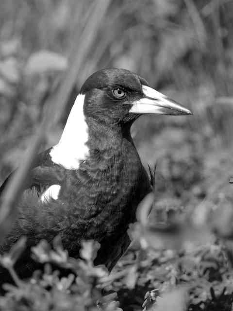 Magpie at Tacking Point - Black and White