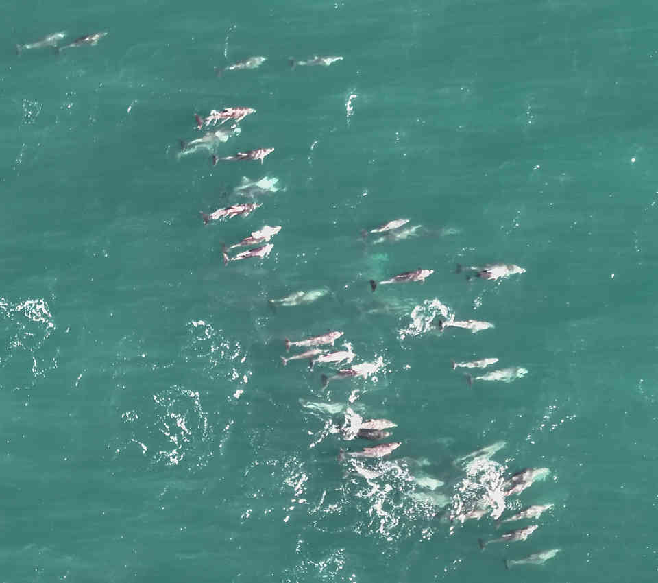 Large pod of dolphins