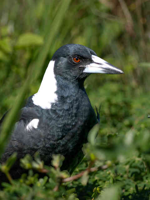 Magpie at Tacking Point