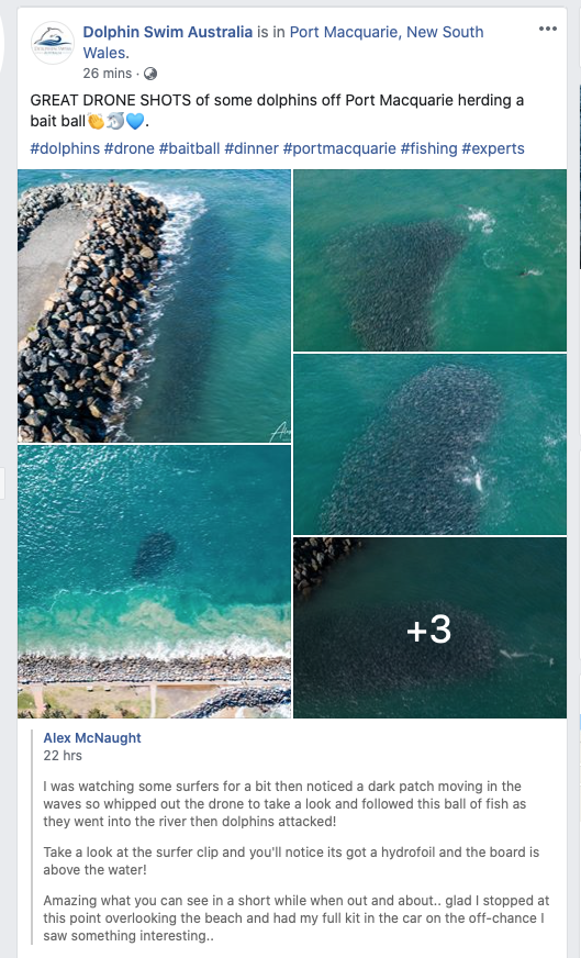 Dolphin Swim Australia