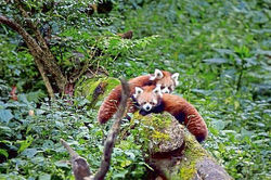redpanda-kCWC--621x414_LiveMint
