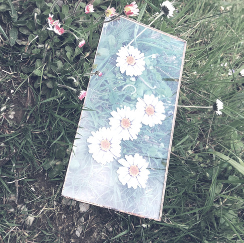 daisy_edited_edited.jpg