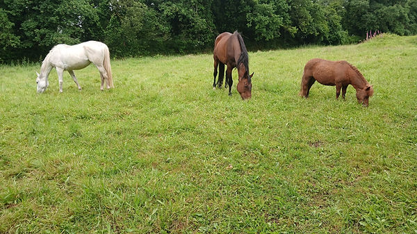 3 chevaux broutant dans un paddock en herbe dans les Monts d'Arrée