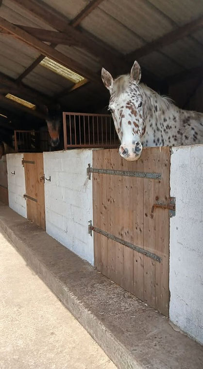 chevaux dans des boxes d'une écurie intérieure à Brennilis