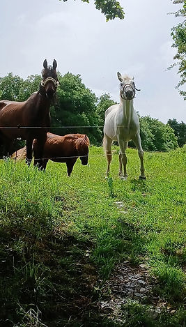 chevaux au pré à Brennilis devant une clotûte