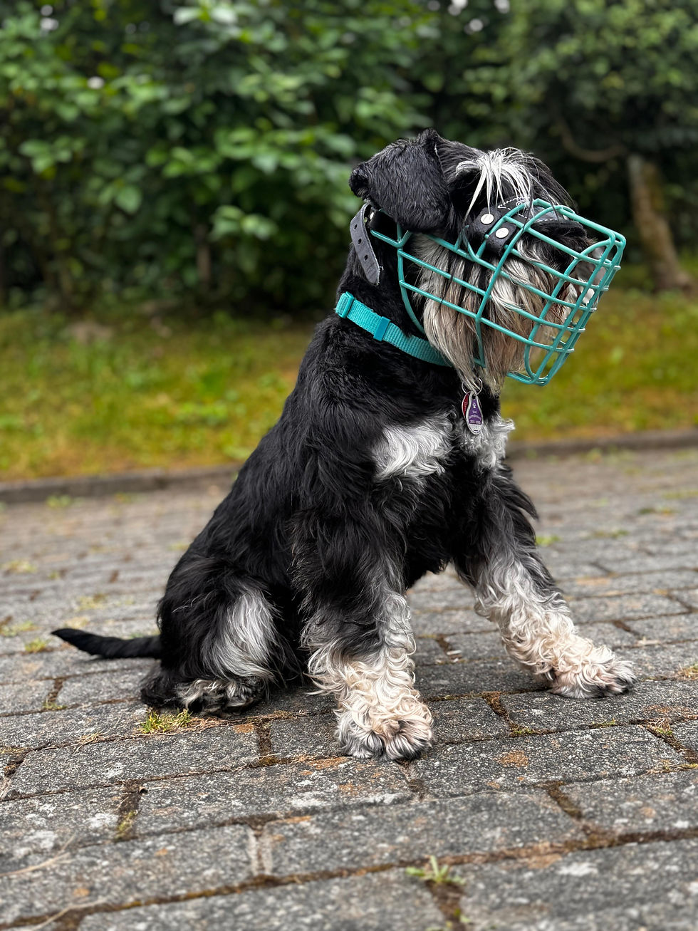 Zwergschnauzer Maulkorb Fressschutz Giftköderschutz Beisschutz Möbelschutz Straße bunt Farbe Wiese Freiheit klein bequem