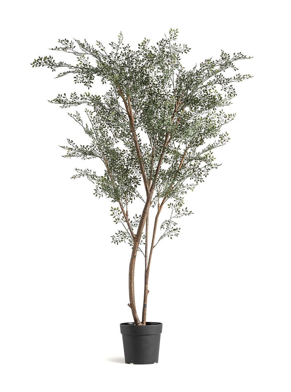 Planta Olivo