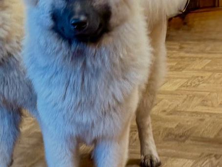 Manchester Championship 2026