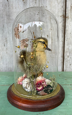 flora and fauna duckling