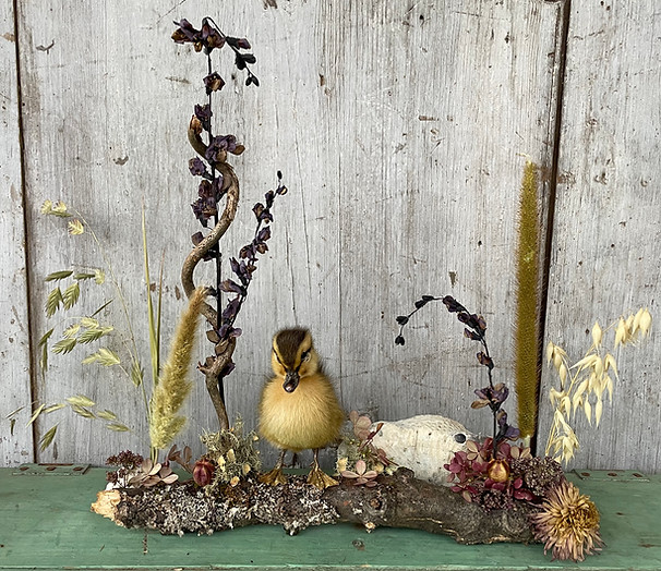 flora and fauna duckling