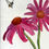 Thumbnail: "ECHINACEA" ORIGINAL WATERCOLOR PAINTING