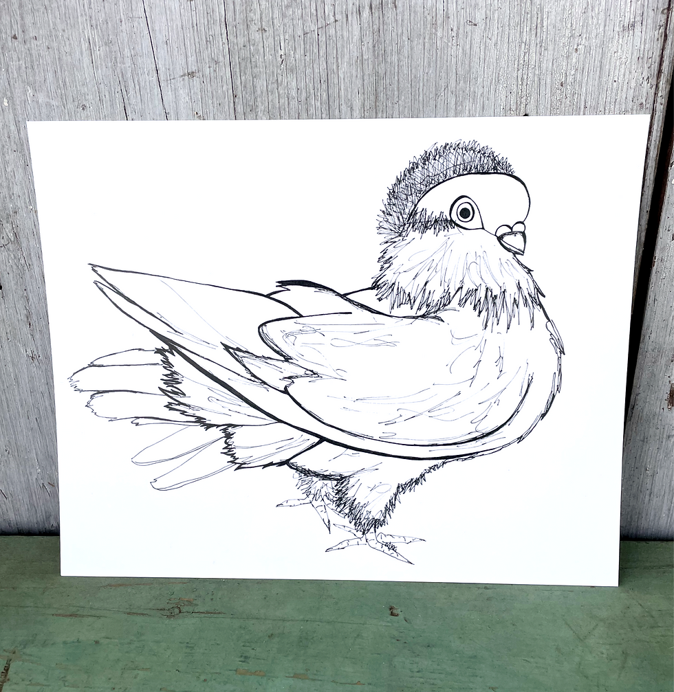 Thumbnail: FANCY PIGEON ILLUSTRATION PRINT: CRESTED HELMET EXHIBITION TUMBLER