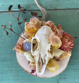 flora and fauna rabbit skull