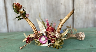 flora and fauna deer antlers