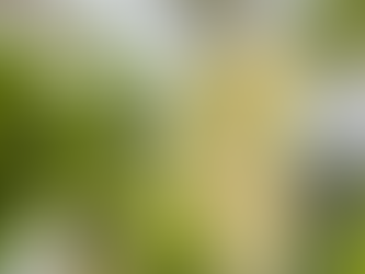        ✨ Le Champagne des Fées : Une Boisson Pétillante et Naturelle ✨     