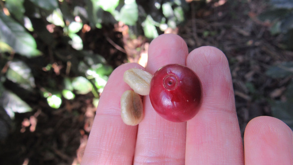 Un fruto de GESHA salvadoreño