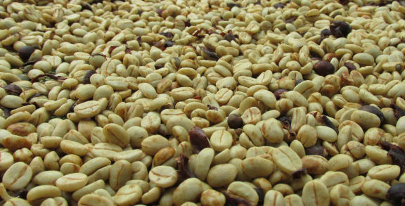 Procesamiento de café Pacamara beneficio húmedo despuplado de precisión