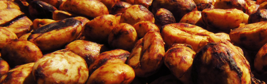 Cerezas de café variedad Pacamara maduración óptima grano grande El Salvador