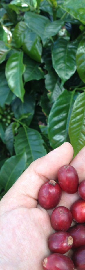 Recolección manual selectiva café Pacamara punto de azúcar exacto ABP