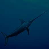 SWORDFISH.png