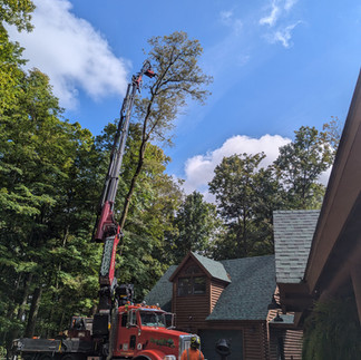 Dependable tree workers using a crane to trim the top of a residential tree 