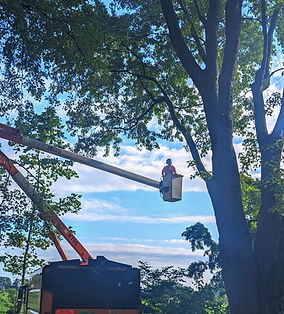 tree expert trimming trees usuing a crane to trim large and high branches