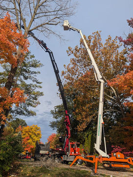 two tree lifts with workers trimming hard to reach branches. Fall forrest backdrop and blue sky